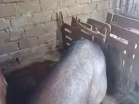 Säue, Schweine — Foto 7