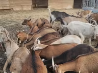 Ged, Alpine goat — foto 1
