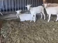 Goat, Pomellata goat — photo 3
