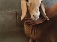 Ovca, Arashan sheep — fotografija 1
