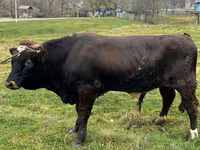 Dibi, Cattle — sawirka 1