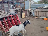 암염소, Kamori goats — 사진 7
