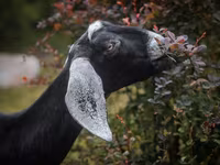 பெண் வெள்ளாடு, Nubian Goat — புகைப்படம் 8