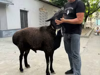 Widder, Rhon sheep — Foto 2