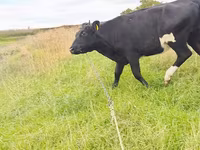 گاو ماده, Russian Black pied cattle — عکس 3