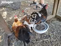 Bantam Jepun — foto 2