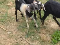بز نر, Nubian Goat — عکس 6