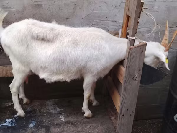 Koza, Kozy