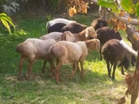 Ovce (šarže, pohlaví neuvedeno), Arashan sheep — foto 1