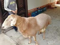 Beran, Arashan sheep — foto 5