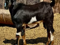 Ri’ lab, Nubian Goat — sawirka 3