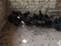 مالینز — عکس 4