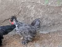 Chickens — 2 зураг