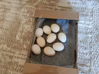 Chickens — عکس 2