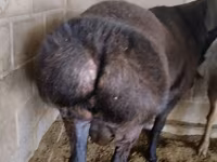 Kambing jantan, Rambouillet sheep — foto 1