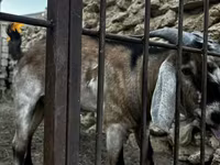 Koza, Nubian Goat — zdjęcie 4