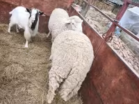 مینڈھا, بھیڑیں — تصویر 4