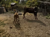 Ko, Swiss cattle — foto 6
