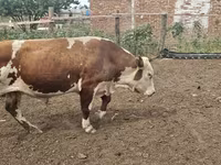 Tyre, Simmental cattle — foto 2