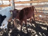 Banteng, Simmental cattle — foto 3