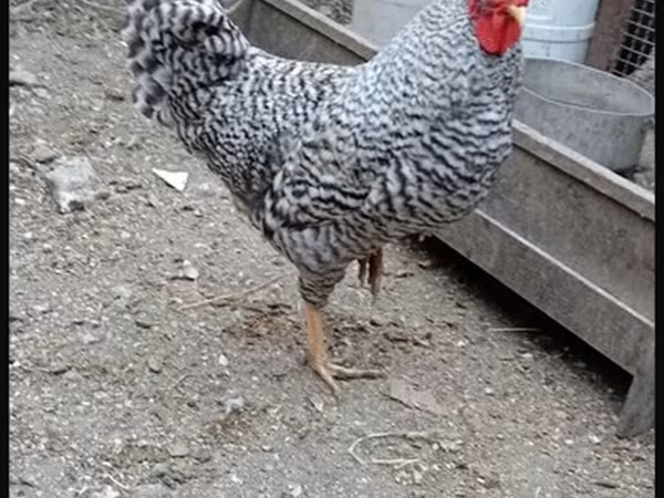 Chickens