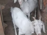 بز ماده, بز — عکس 6