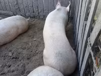 Scrofa, Крупная белая — foto 3