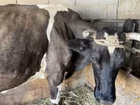 பசு, Swiss cattle — புகைப்படம் 4