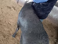 ஆண் ஆடு, ஆடுகள் — புகைப்படம் 3