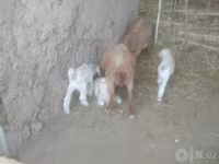 Koza, Alpine goat — foto 5