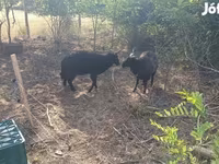 Pecora, Racka sheep — foto 1