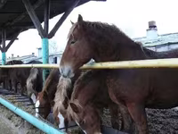 Hingst, Horse breed — foto 1