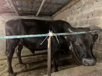 Tyre, Aberdeen-Angus — foto 5