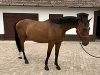 雄馬, Hungarian horse breed — 写真 1