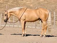 公马, Quarter Horse — 照片 1