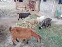 بز ماده, بز — عکس 1