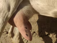 بز ماده, Saanen goat — عکس 8