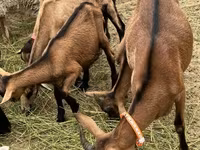 Ziegenbock, Alpine goat — Foto 2