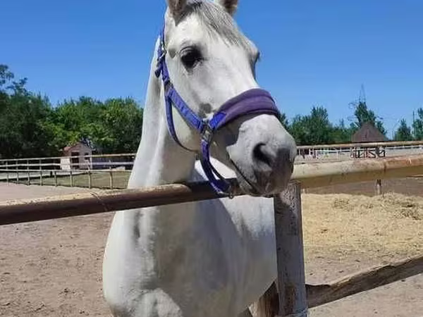 Cavallo, Russian Trotter