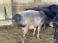 ஆண் ஆடு, Hissar sheep — புகைப்படம் 1
