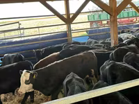 ላም, Aberdeen-Angus — ፎቶ 5