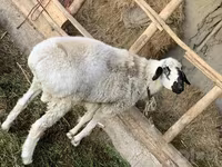 Beran, Hissar sheep — foto 3