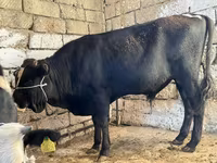 Krava, Russian Black pied cattle — foto 7