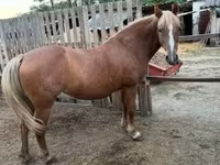Égua, Haflinger — foto 4