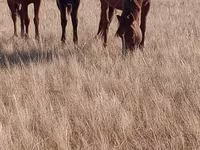 مادیان, Horse breed — عکس 5