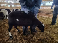 Domba jantan, Baerchuke sheep — foto 2