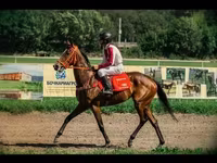 مادیان, Arabian horse — عکس 1