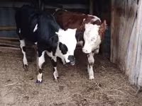 گاو نر, Simmental cattle — عکس 1