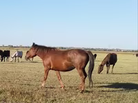 Азаргагүй морь, Kazakh horse — 1 зураг