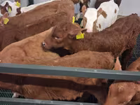 گاو نر, Simmental cattle — عکس 4